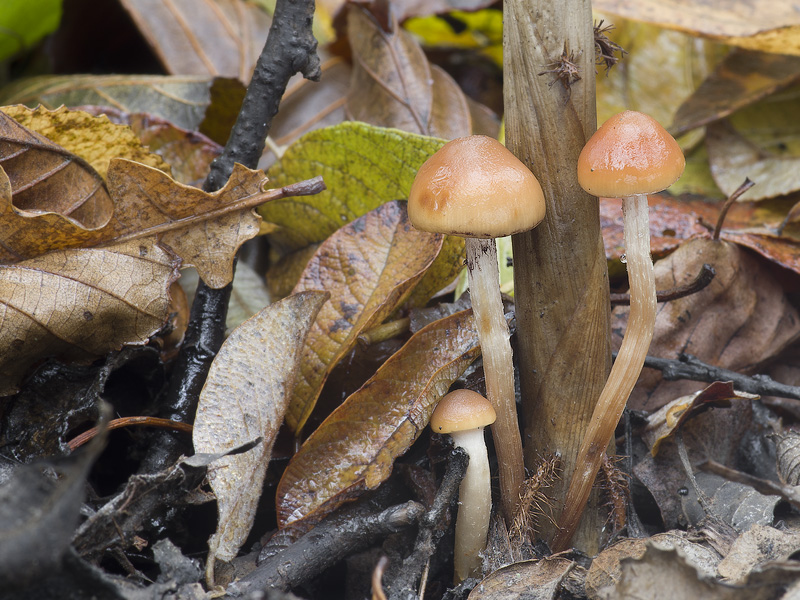 Hypholoma subericeum